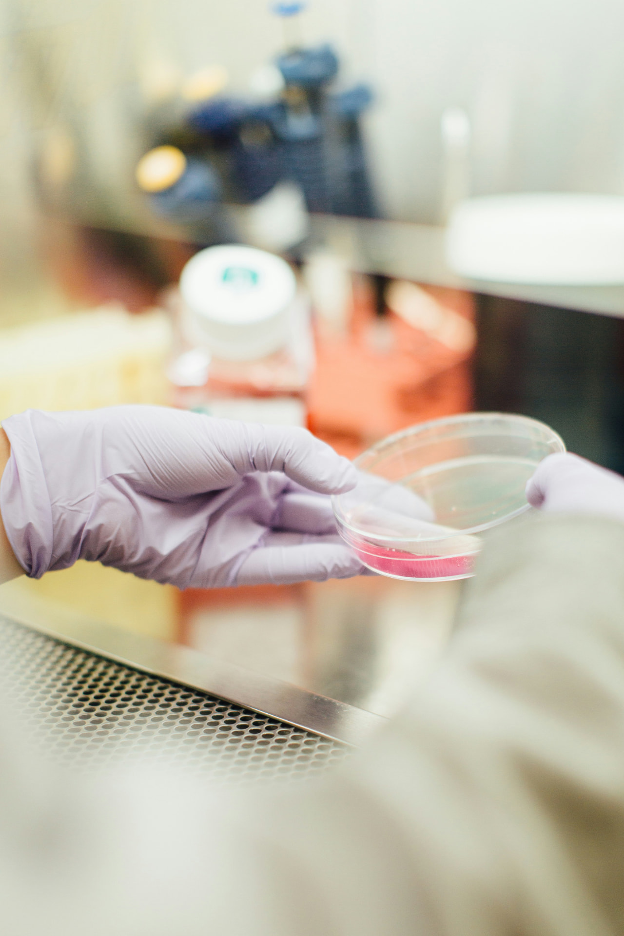 Gloved hands holding a petri dish in a laboratory